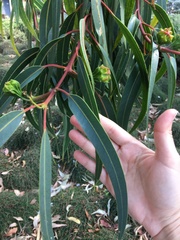Eucalyptus erythrocorys