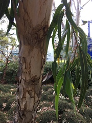 Eucalyptus erythrocorys