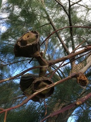 Eucalyptus erythrocorys