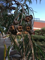 Eucalyptus erythrocorys