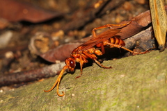 Batozonellus annulatus