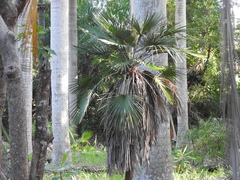 Acoelorraphe wrightii