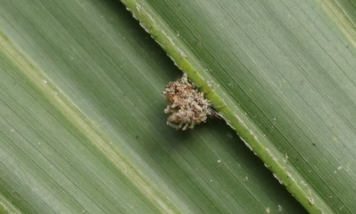 Leucochrysa (Nodita) pavida image