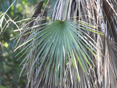 Acoelorraphe wrightii