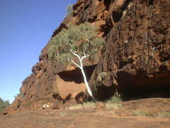 Corymbia aparrerinja