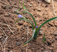 Dichelostemma