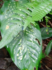 Coeliccia membranipes