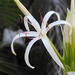 Tree Crinum - Photo (c) JeffreyGammon, some rights reserved (CC BY-NC), uploaded by JeffreyGammon