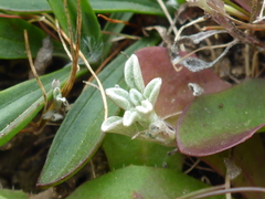Hesperevax sparsiflora