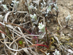 Hesperevax sparsiflora