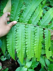 Pleocnemia irregularis