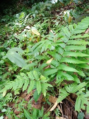 Pleocnemia irregularis