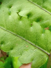 Pleocnemia irregularis