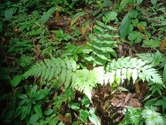 Pleocnemia irregularis