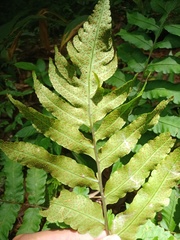 Pleocnemia irregularis