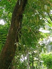 Phlegmariurus phlegmaria