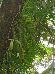 Phlegmariurus phlegmaria