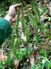 Phlegmariurus phlegmaria