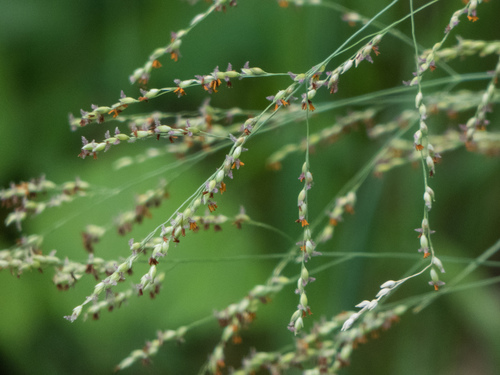 Panicum coloratum