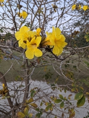 Handroanthus chrysotrichus