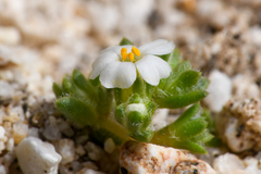 Linanthus maculatus emaculatus