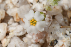 Linanthus maculatus emaculatus