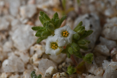 Linanthus maculatus emaculatus