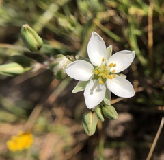 Spergularia macrotheca longistyla