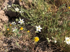 Spergularia macrotheca longistyla