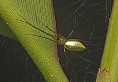 Mesida argentiopunctata