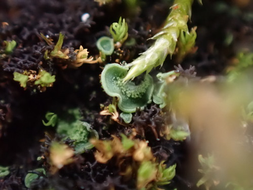 Elf Ears lichen
