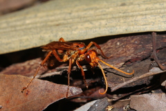 Batozonellus annulatus