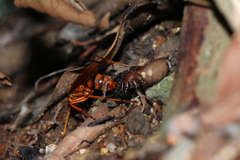 Batozonellus annulatus