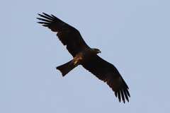 Milvus migrans govinda