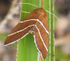 Argyrostrotis quadrifilaris