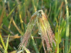 Bouteloua megapotamica