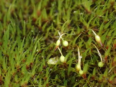 Campylopus atrovirens