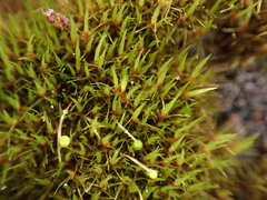 Campylopus atrovirens