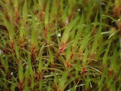 Campylopus atrovirens