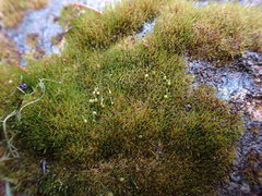 Campylopus atrovirens