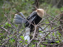 Anhinga anhinga leucogaster