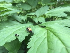 Andrena milwaukeensis