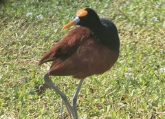 Jacana spinosa
