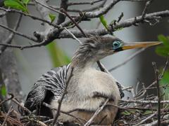 Anhinga anhinga leucogaster