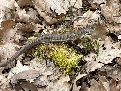iNaturalist observation photo of Northern Alligator Lizard