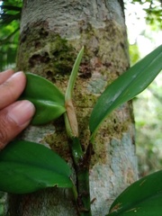 Rhaphidophora sylvestris