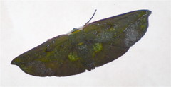 Omiza lycoraria