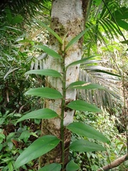 Rhaphidophora sylvestris