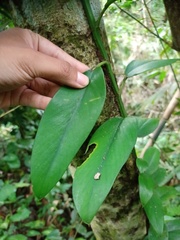 Rhaphidophora sylvestris