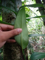 Rhaphidophora sylvestris